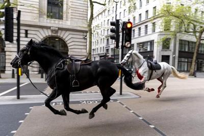 UK military horses injured after bolting across London in April 'recovering with remarkable speed'