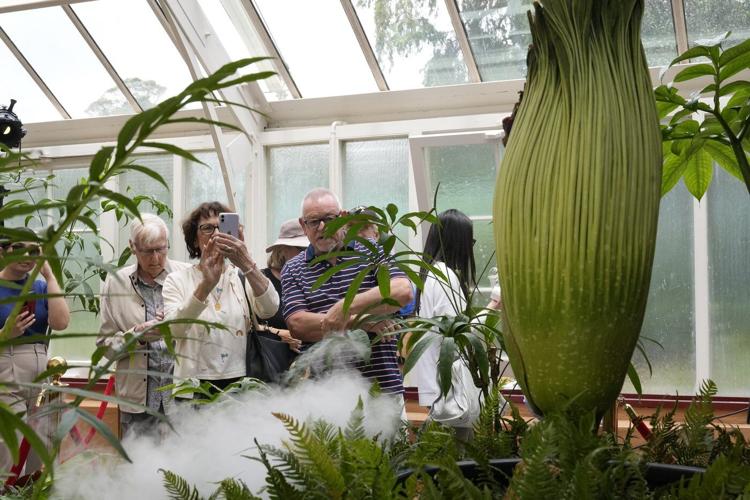 A rare plant emits a stink of death when it blooms. Thousands in Australia queued to get close to it