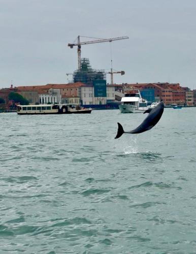 Venice’s newest marvel is a wild, acrobatic dolphin. His refusal to leave puts him in danger