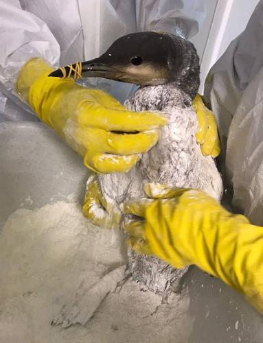 More than 30 dolphins have died since an oil spill near southern Russia, experts say