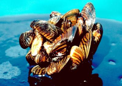 Un rapport sur les espèces envahissantes fait des suggestions aux gouvernements