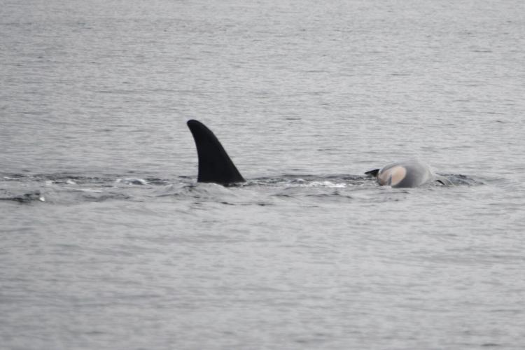 Mother orca still pushing body of dead calf off Vancouver Island, 10 days after death