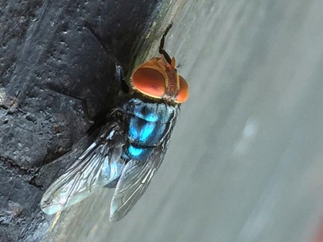 Person in US is diagnosed with New World screwworm parasite