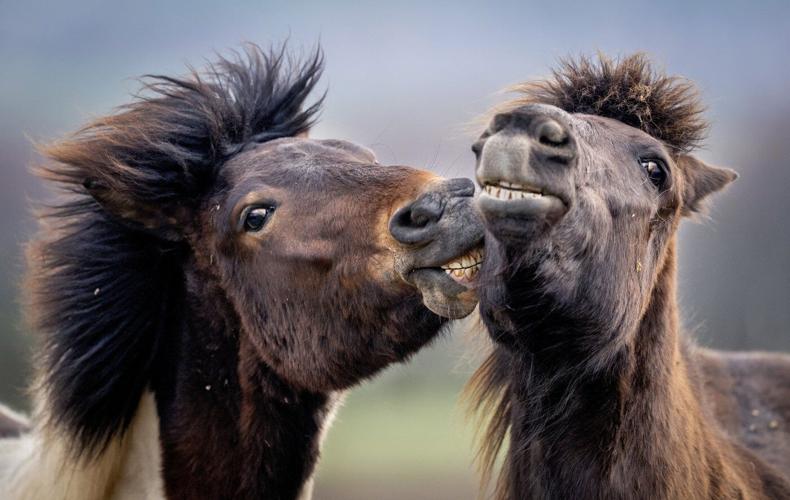 PHOTO COLLECTION: YE Top Photos Joy