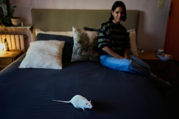 Unwanted lab rats find new homes and are adopted thanks to an Argentine organization