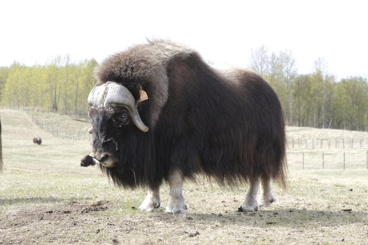 An Alaska Mother's Day tradition: Mingling with ice age survivors on a farm