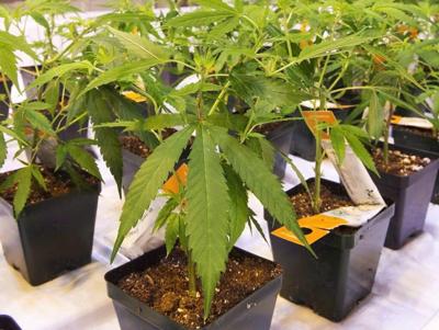 Aurora Cannabis revenues rise in Q2, led by strength in medical cannabis sales