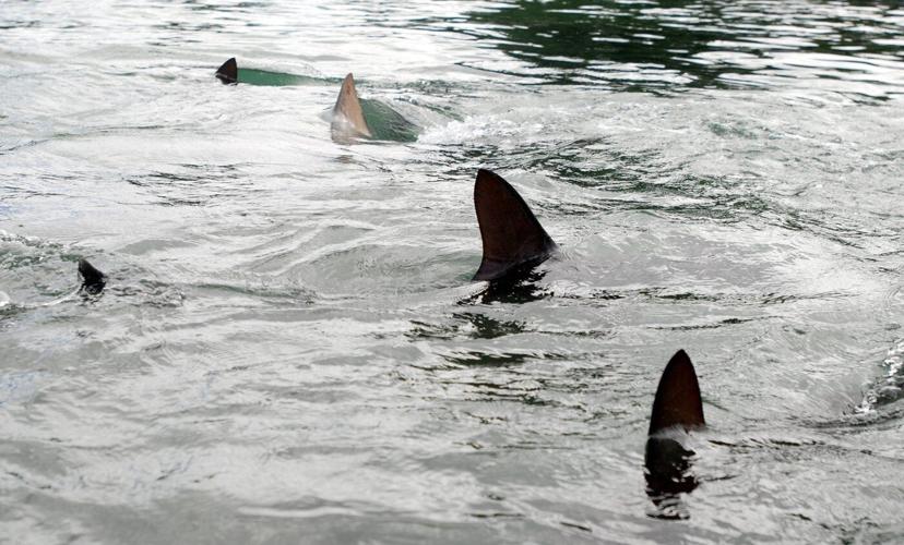 Shark attack on Alabama teen inspires the start of a national alert system