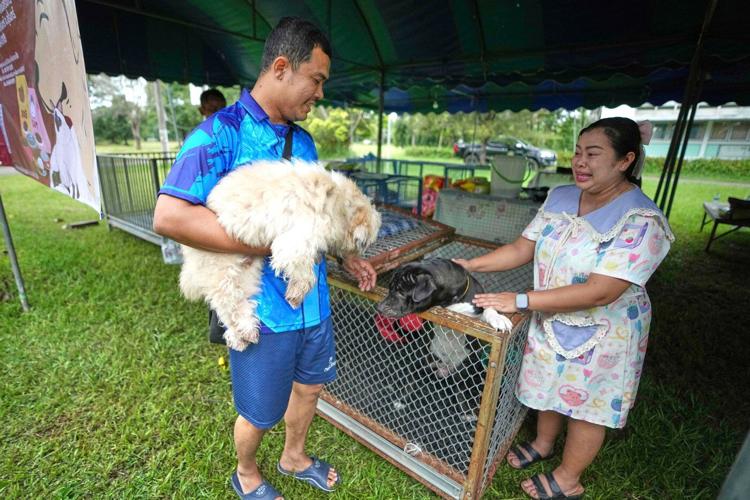 Thailand sets up safe spaces for pets whose owners fled border violence