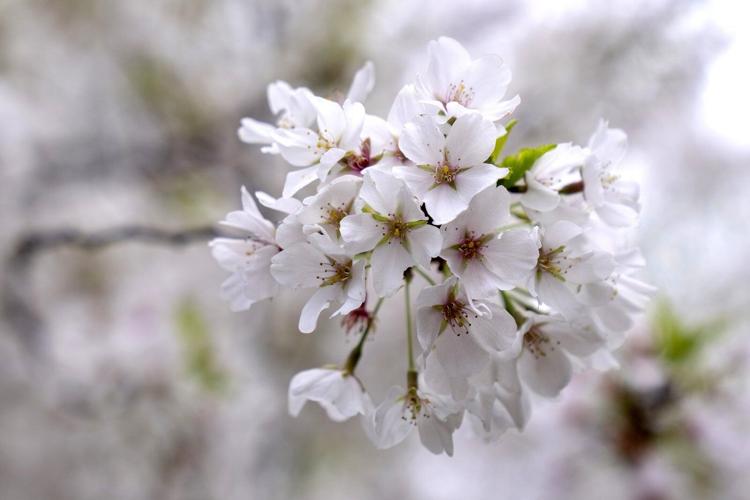 Peak bloom for the iconic cherry blossom trees of Washington, DC, is predicted for late March
