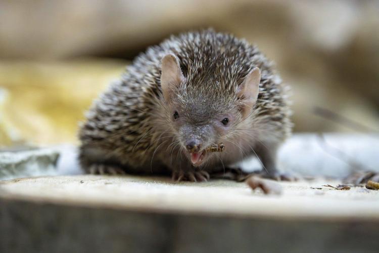 Why people are naming bugs, rats and cats after their exes this Valentine’s Day