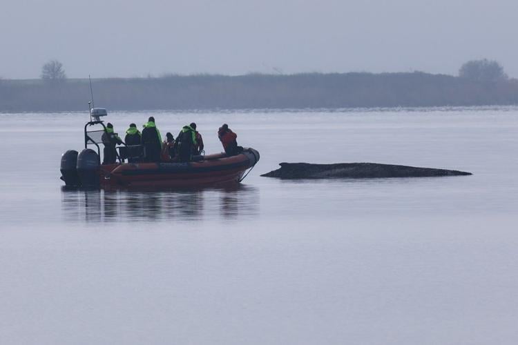 Rescuers give up hope for the humpback whale stranded in the Baltic Sea