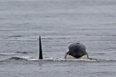 Stranded orca dies, now there's an effort to save calf, B.C. marine group