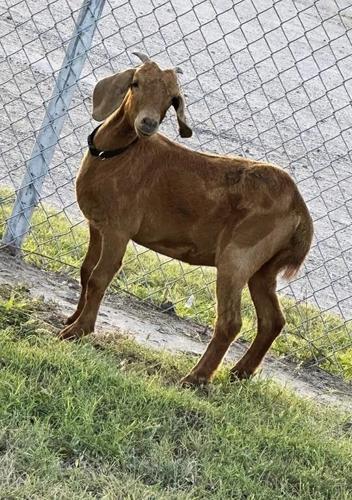 Avid search for missing Texas rodeo goat bringing residents of a small rural county together
