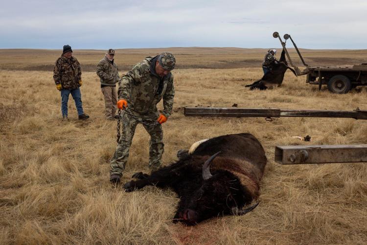 Tribes that restored buffalo are killing some to feed people because of the shutdown