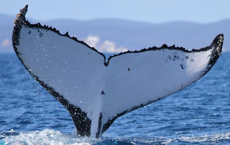 Two humpback whales set records swimming between Australia and Brazil