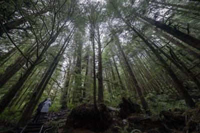 Old-growth logging deferrals in B.C. increase to 2.1 million hectares: minister