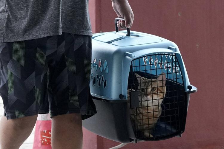 How to prepare your pets for when a hurricane makes it rain cats and dogs
