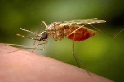 Southern China hit by outbreak of mosquito-borne infection chikungunya