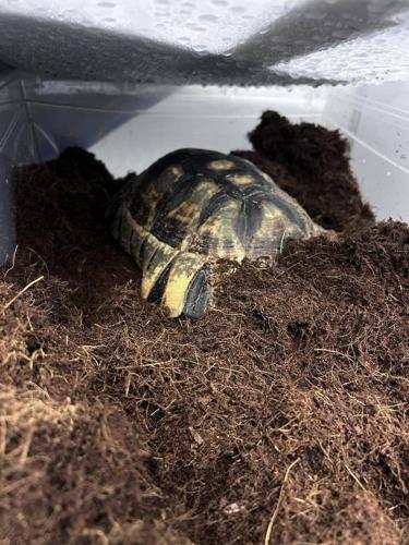 Franklin the tortoise moving out of refrigerator after chilling since October