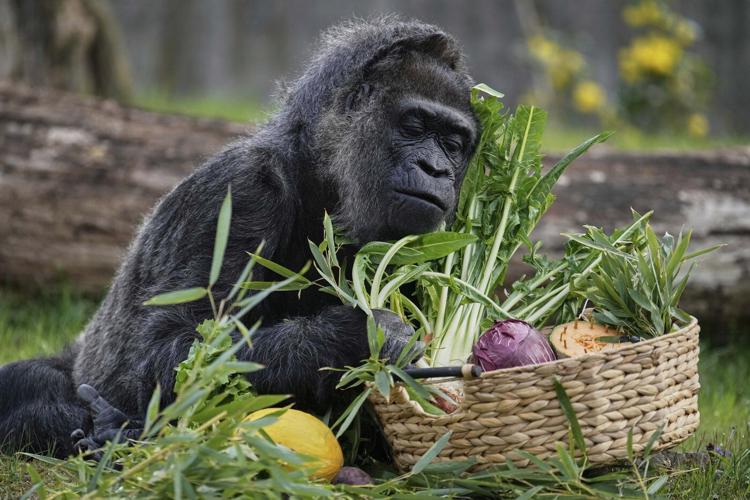 Fatou, the world's oldest gorilla in a zoo, is celebrating her 68th birthday in Berlin