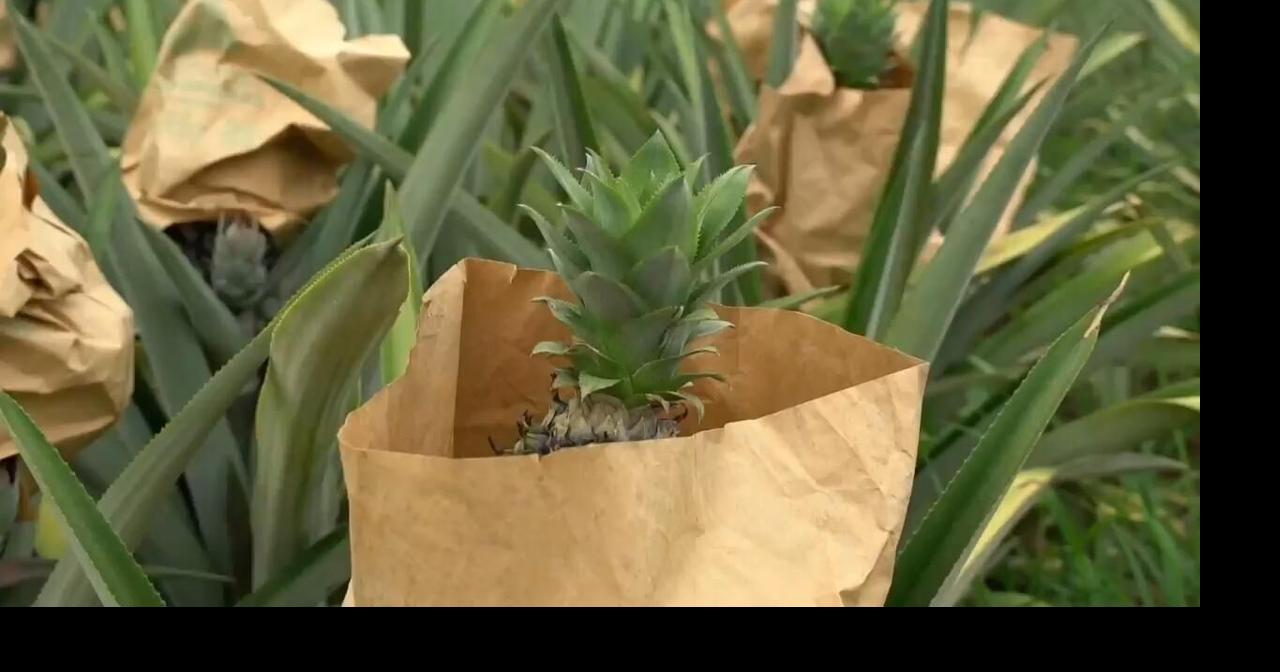 Burkina Faso proves pineapples can thrive in Sahel region |