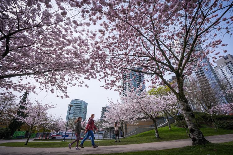 Photo-Gallery-BC-Cherry-Blossoms 08