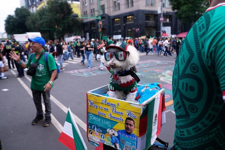 Rescue dog Osito steals hearts at the World Cup, one bike ride at a time