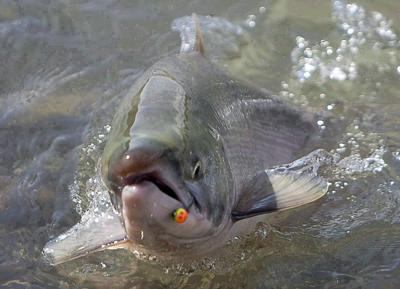 How changing catch-and-release fishing practices can boost salmon survival