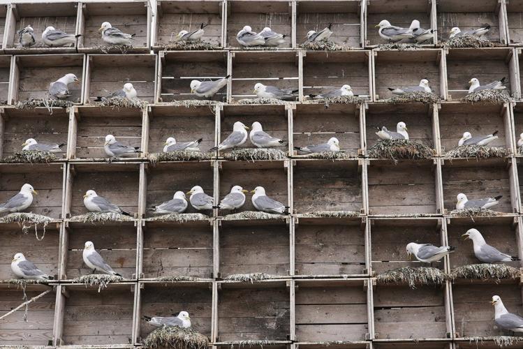 Arctic birders combat impact of climate change and avian flu on delicate ecosystem