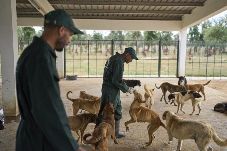 Morocco unveils policies it hopes bolster the care and management of stray dogs