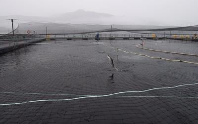 Eliminating open-net fish farms in B.C. would cost taxpayers billions: report