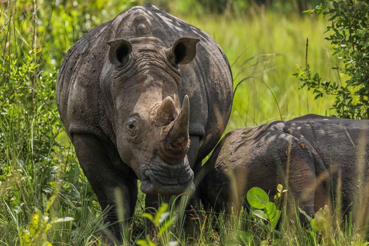 On World Rhino Day, South Africa marks progress but still loses a rhino daily to poachers