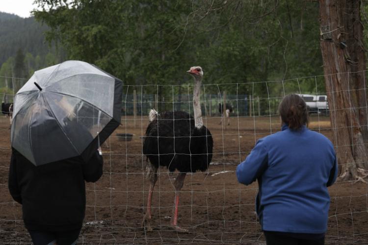 Photo-Gallery-Avian-Flu-Ostrich 11