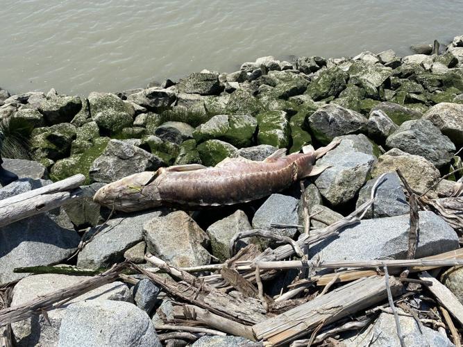 B.C. First Nation investigates sturgeon deaths, with plan to track drifting carcasses