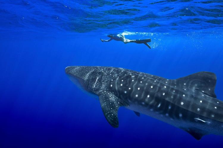 Governments endorse greater protections for sharks amid concerns about overfishing