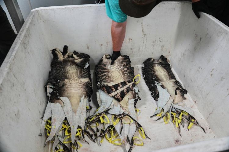 Louisiana's alligator farms raise the reptiles for meat, skins - and conservation