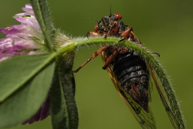 Illinois is hit with cicada chaos. This is what it's like to see, hear and feel billions of bugs