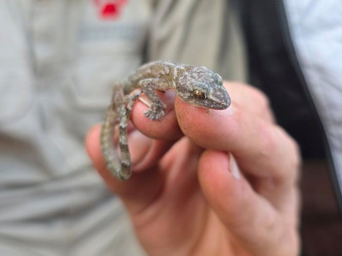 This flat-bodied South African gecko was a 'lost' species. It's been found again after 34 years