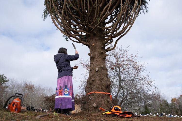 Tariff tensions don't stop annual Christmas tree gift from Nova Scotia to Boston