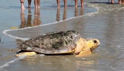 A new report says Mexico has abandoned protection of loggerhead sea turtles