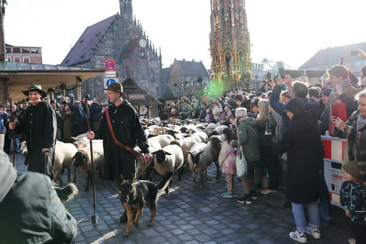 Make way for the flock! Hundreds of sheep head through German city to their winter pastures