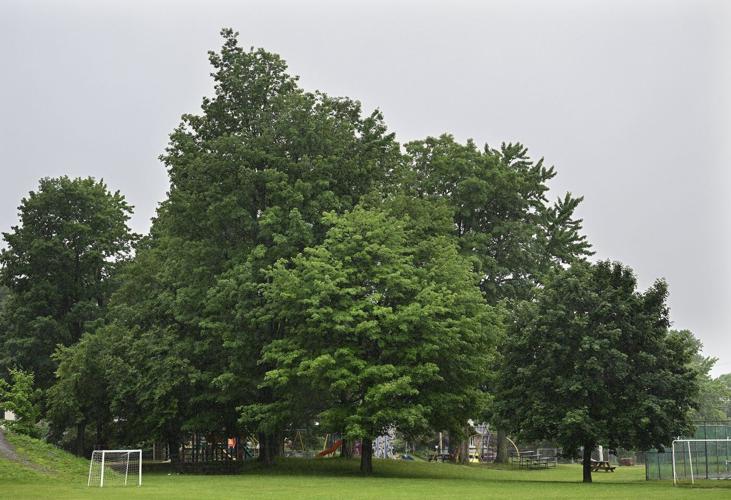 Quebec town of Terrasse-Vaudreuil recognizes trees as living beings with rights