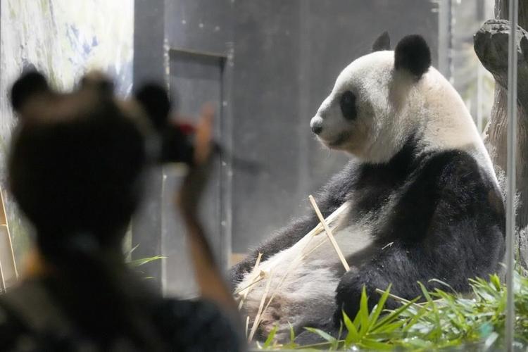 Japanese fans bid farewell to beloved panda pair before their return to China