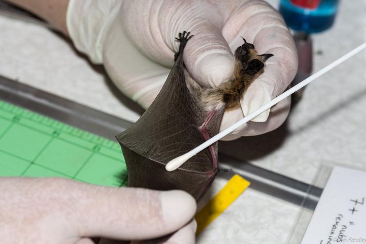 B.C. bats 'do not know the border' — and Trump funding cuts may put them in peril