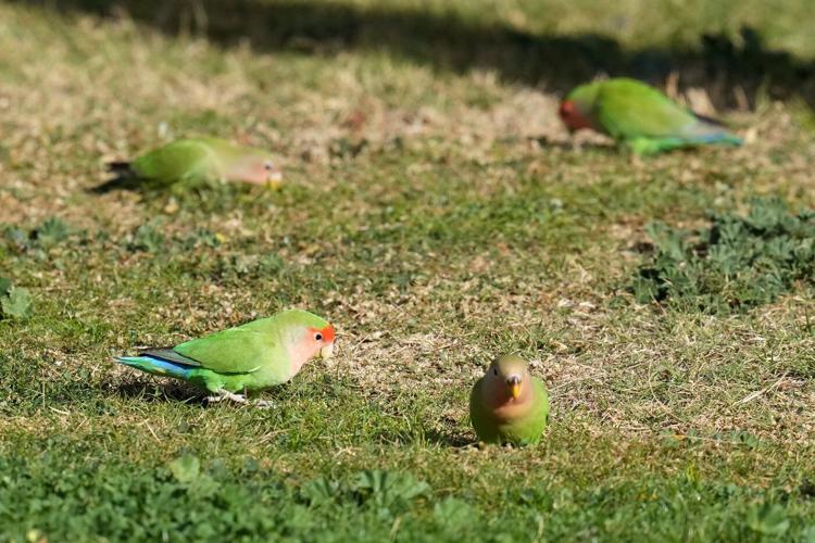 What we can learn from lovebirds, the rare birds that mate for life