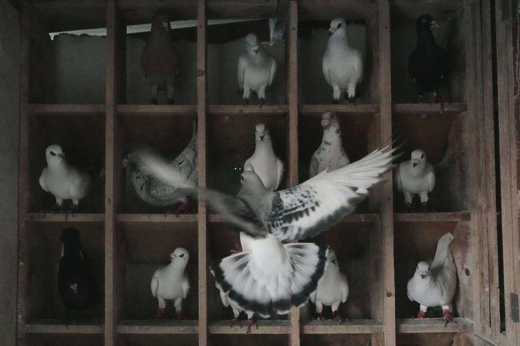 Photos of a Beirut woman's rooftop sanctuary for pigeons