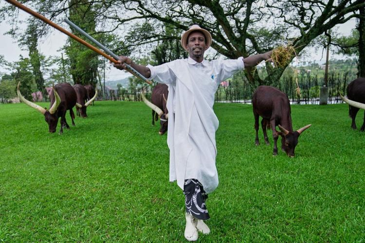 In Rwanda, a royal herd of cattle is treated to poetry and cultural reverence