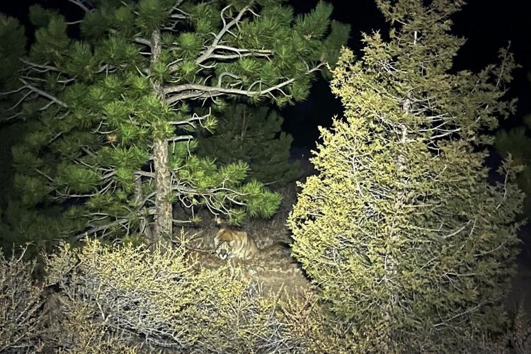 Search ends for mountain lions after solo hiker fatally attacked on Colorado trail