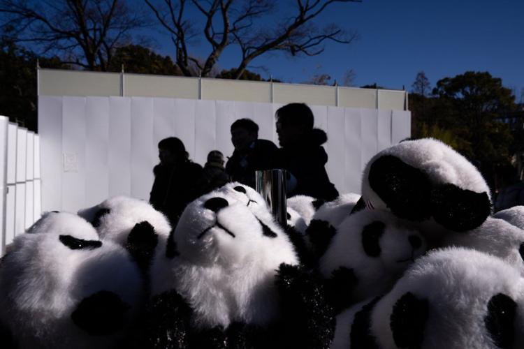 Photos shows Japan's love of pandas as twins Xiao Xiao and Lei Lei return to China